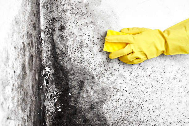 Best Mold Testing  in Shafter, CA
