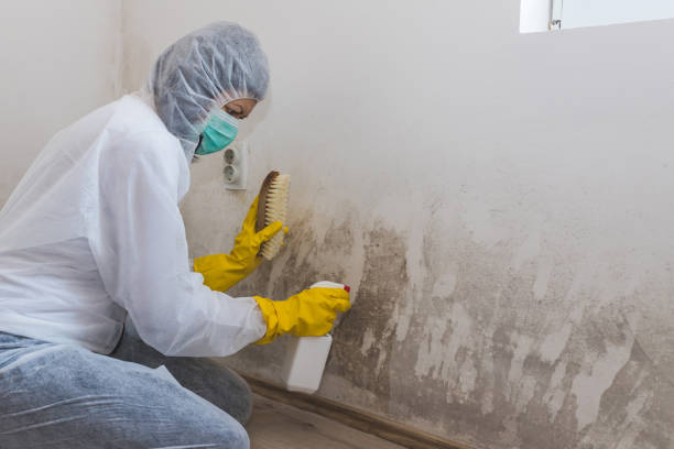 Certified Mold Removal in Shafter, CA