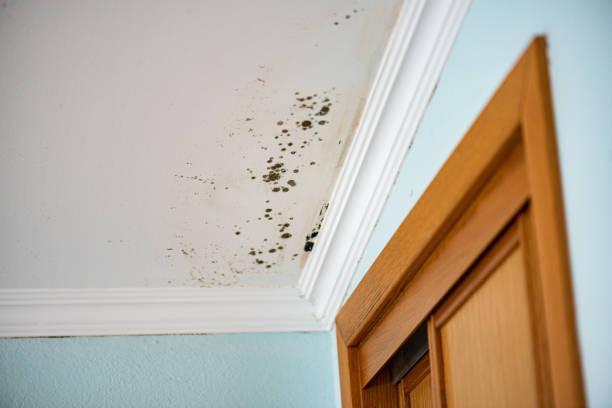 Crawl Space Mold Removal in Shafter, CA