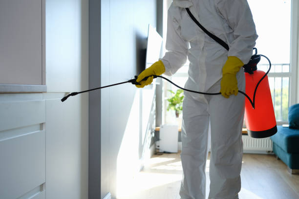 Best Same-Day Mold Removal  in Shafter, CA
