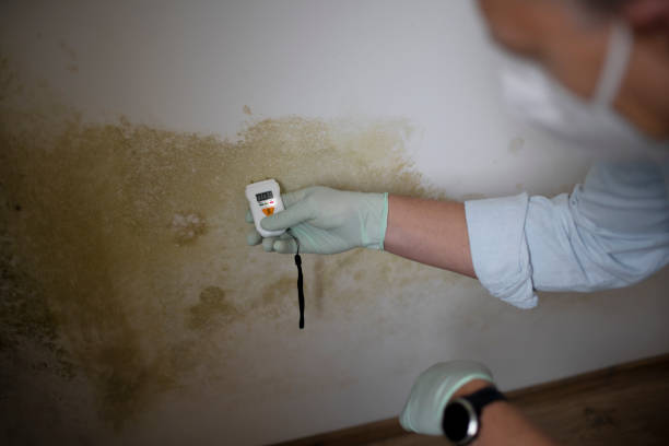 Best Best Mold Removal Companies  in Shafter, CA