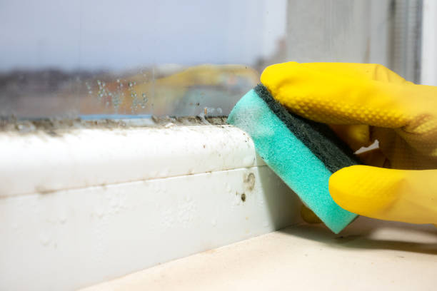 Best Mold Removal Company Near Me  in Shafter, CA