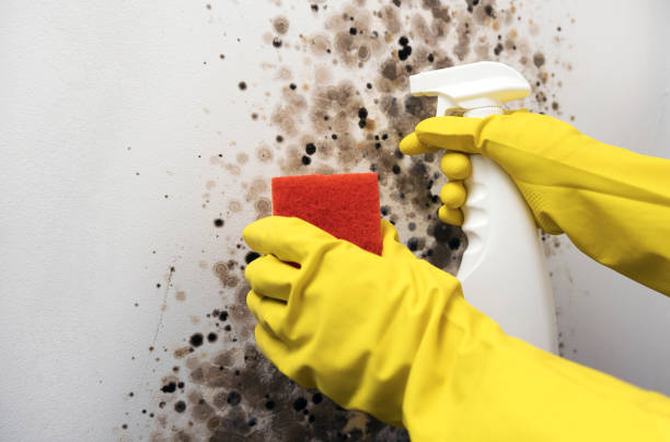 Best Fast Mold Removal  in Shafter, CA