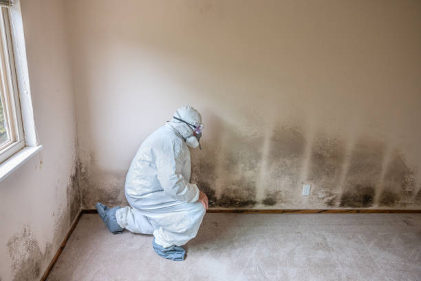 Best Commercial Mold Removal  in Shafter, CA