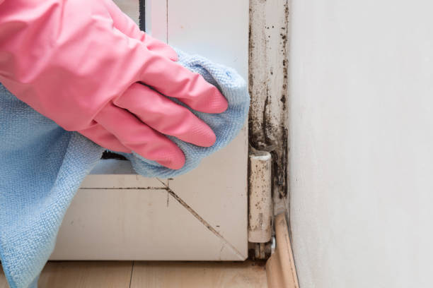 Best Attic Mold Removal  in Shafter, CA